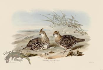 14 Fasciated partridge